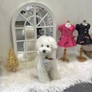 개이쁘댕 | 일산 케이펫페어, 2025 메가주 오픈런 후기 종이초청장 입장법