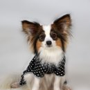 탤런트 독 스쿨 이미지