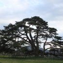 상주 상현리 반송 이미지