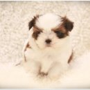 스타일독 이미지