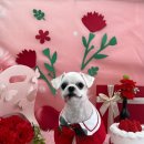 멍멍이까까 이미지