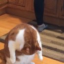 참한통닭 이미지