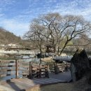 함안면사무소 | 봄나들이 다녀온 후기+ 함안 무진정 낙화 축제 정보(인근 식당/카페 추천)