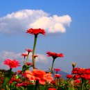 꽃밭에서 이미지