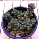 진동다육