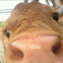 한우목장 이미지