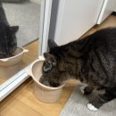 형제조류 | 아카나 고양이 사료 추천 ㅣ 바운티풀캐치 vs 홈스테드 하비스트 11개월 비교 후기 (ft. 간호사 성분 분석)