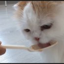 캣츠하우스 이미지