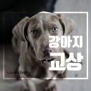 365동판교동물병원 이미지