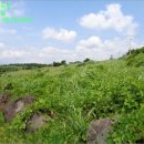 표선면-12 이미지