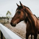 대중농장 이미지