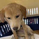 하늘켄넬 이미지