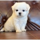 도그마루 이미지