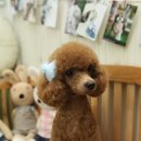 포포퍼피 이미지