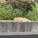 공릉동도깨비시장 이미지