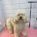 엘로이펫(L.ROYpet) 이미지