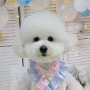 가정 펫 살롱 이미지