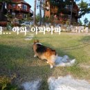 도그빌동물병원