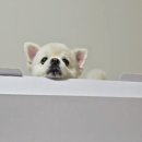 레이펫 | 강아지 관절·슬개골 데일리 관리, 펫큐어레이 커버큐 한 달 사용 후기 (+공동구매 혜택가)