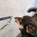 울진동물병원 이미지