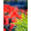 청라호수공원(제3주차장) 이미지