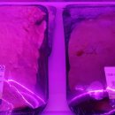 잘생긴 돼지소 이미지