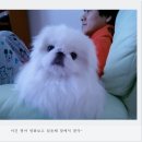 쮸