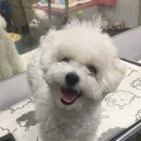 남창애견샵 복실강아지 이미지