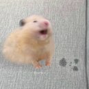 아방 Daum카페