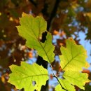 수성다듬이 이미지