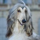 레드앤화이트독 이미지