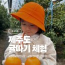 재님농장 | 제주 봉봉감귤체험농장 후기 ｜ 아이랑 귤따기 체험(한라봉·천혜향)