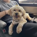 멍댕이 애견유치원 이미지