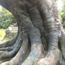 와흘본향당 이미지