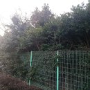 태성2 태양광 발전소 | [제주 태양광 관리] 표선면 가시리 발전소 울타리 벌목 및 패널 음영 제거 후기