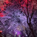 지하철 아양교역 | [대구] 대구 야경 명소, 벚꽃 명소│대구 데이트 장소 '아양교 기찻길' 위치·주차·화장실 후기 총정리