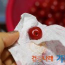 앵두청과
