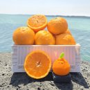 노지하우스 | 제주 감귤 타이벡 타이백 노지 하우스 밀감 제철과일 사용 후기 - 신선함과 맛