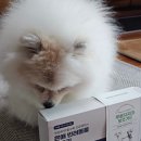 은해보조기 | 강아지 슬개골 보호대 은해 반려동물 보조기 솔직 후기