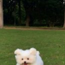 하얀강아지 이미지