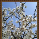 매실향기 이미지