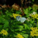 배추흰나비, 큰줄흰나비(날개 검은 색) 이미지