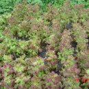 비산농장 이미지