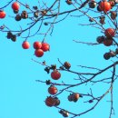 목상동 솔밭길 이미지