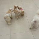 일산애견호텔 애견유치원 맘바이 일산점 이미지