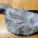 가방위에 고양이 이미지