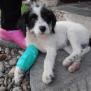 동현24시동물병원 이미지