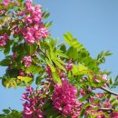 아카시아 이미지