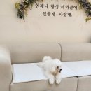 르라움 애견호텔 신암점 이미지