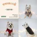 펫츄(PETCHOO) 이미지